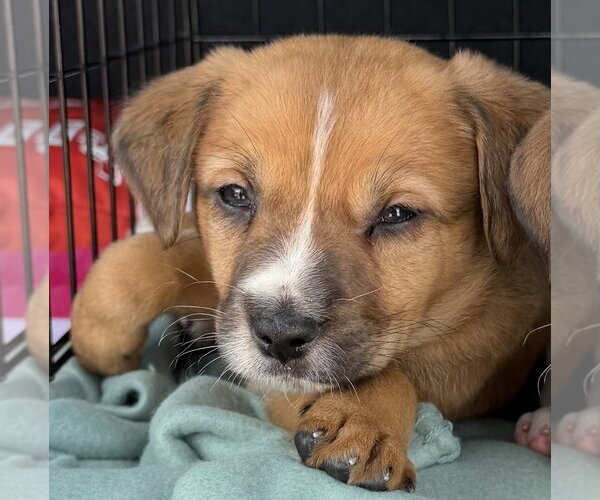 Medium Photo #1 Mutt Puppy For Sale in Mundelein, IL, USA