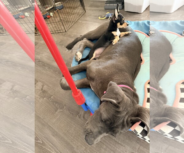 Medium Photo #5 Mutt Puppy For Sale in Goodyear, AZ, USA