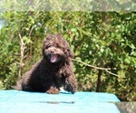 Small #2 ShihPoo