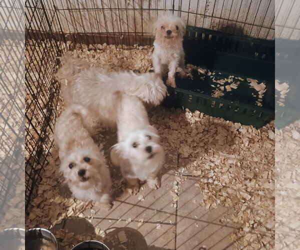Medium Photo #1 Maltese Puppy For Sale in Bonifay, MO, USA