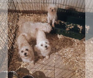 Maltese Dogs for adoption in Bonifay, MO, USA