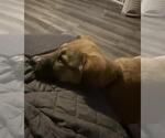 Small #3 German Shepherd Dog Mix