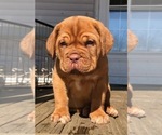 Small Photo #4 Dogue de Bordeaux Puppy For Sale in SAVOY, MA, USA
