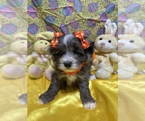 Shih-Poo Puppy for sale in LANCASTER, MO, USA