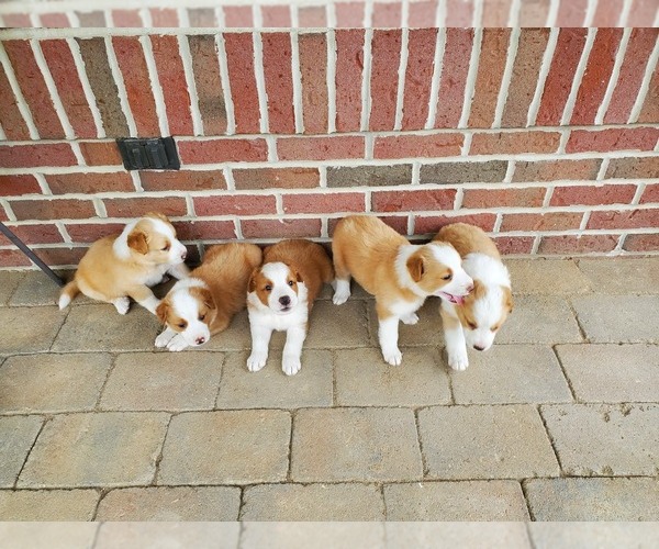 Medium Photo #3 English Shepherd Puppy For Sale in ETNA GREEN, IN, USA