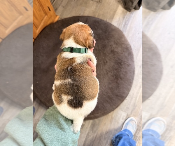 Medium Photo #2 Jack Russell Terrier Puppy For Sale in FREEMAN, MO, USA