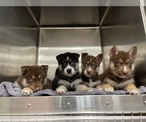 German Shepherd Dog-Siberian Husky Mix Litter for sale in CHICAGO, IL, USA