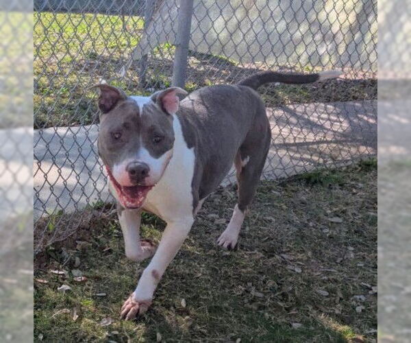 Medium Photo #2 Mutt Puppy For Sale in Texas City, TX, USA