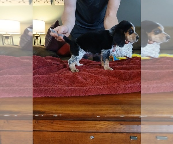 Medium Photo #2 Beagle Puppy For Sale in BOWLING GREEN, MO, USA