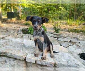 Mutt Dogs for adoption in Foristell, MO, USA