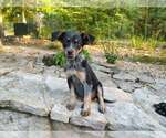 Small Mutt
