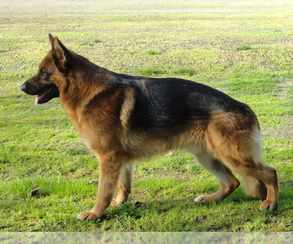 Medium Photo #8 German Shepherd Dog Puppy For Sale in FOREST GROVE, OR, USA