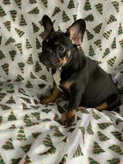 French Bulldog Puppy for sale in FLUSHING, NY, USA