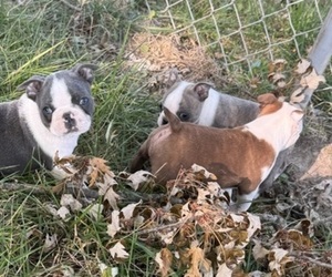 Faux Frenchbo Bulldog Puppy for Sale in MOUNT ORAB, Ohio USA