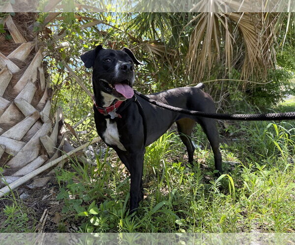 Medium Photo #2  Puppy For Sale in , 