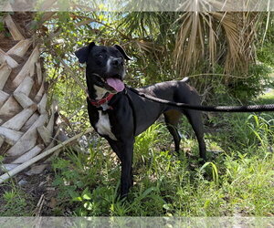 Boxer-Unknown Mix Dogs for adoption in Sanford, FL, USA