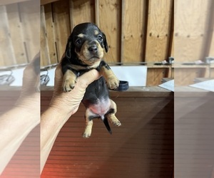 Dachshund Puppy for sale in WHITE OAK, GA, USA