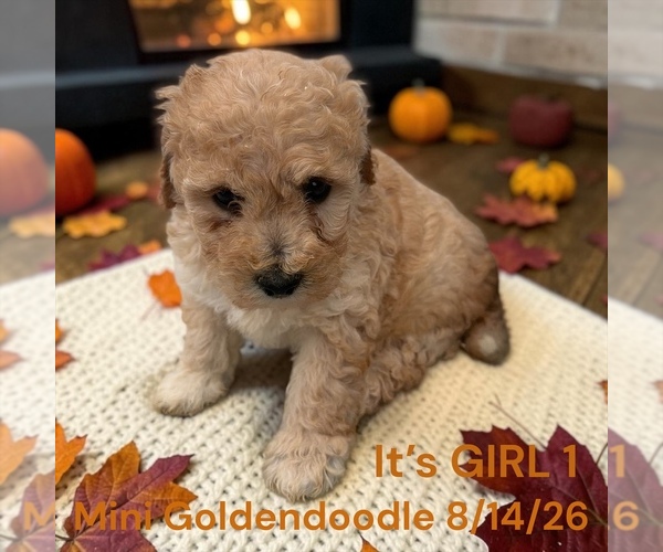 Medium Photo #1 Goldendoodle (Miniature) Puppy For Sale in MONTPELIER, OH, USA