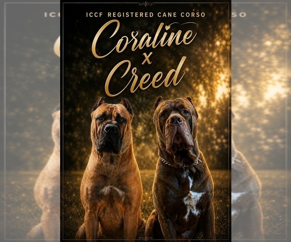 Medium Photo #1 Cane Corso Puppy For Sale in COLLINSTON, LA, USA