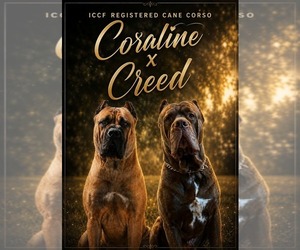 Mother of the Cane Corso puppies born on 08/09/2026