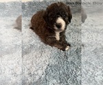 Puppy 9 Airedoodle