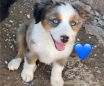 Small Miniature Australian Shepherd