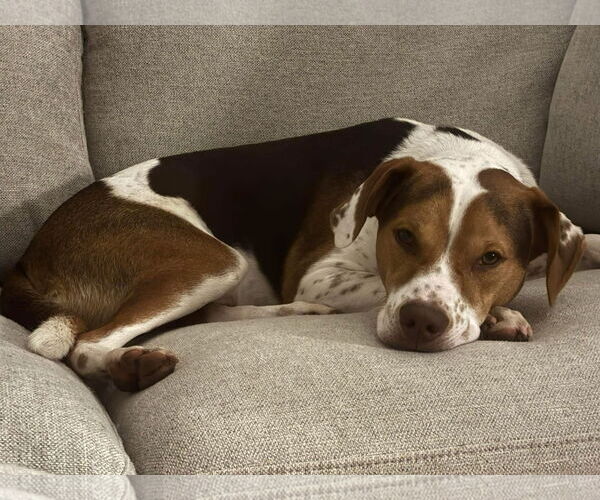 Medium Photo #1 Beagle-Unknown Mix Puppy For Sale in Germantown, OH, USA