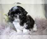 Small Photo #9 Shih Tzu Puppy For Sale in MIDDLEBURY, IN, USA