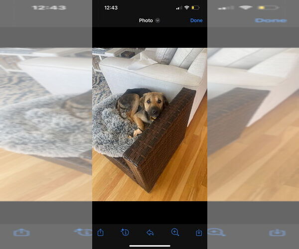 Medium Photo #7 Shepradors Puppy For Sale in Brewster, NY, USA
