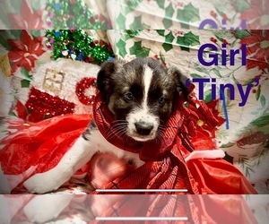 Border Collie Puppy for sale in ST PARIS, OH, USA