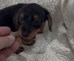 Image preview for Ad Listing. Nickname: Sadie