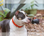 Small #8 American Staffordshire Terrier Mix