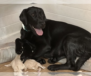 Mother of the Labrador Retriever puppies born on 11/05/2022