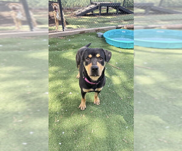 Medium Photo #2 Rottweiler Puppy For Sale in Fremont, CA, USA