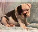 Small Photo #8 English Bulldog Puppy For Sale in HAMDEN, CT, USA