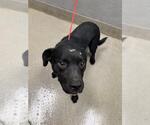 Small American Pit Bull Terrier Mix