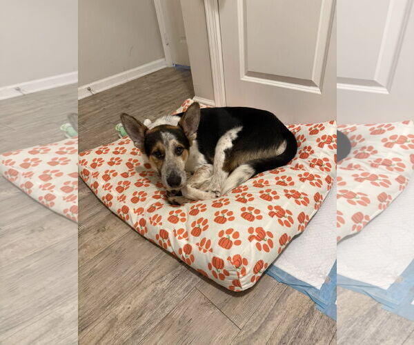 Medium Photo #2 Mutt Puppy For Sale in Garden City, NY, USA