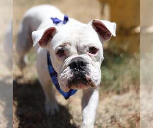 Bulldog Dogs for adoption in San Antonio, TX, USA