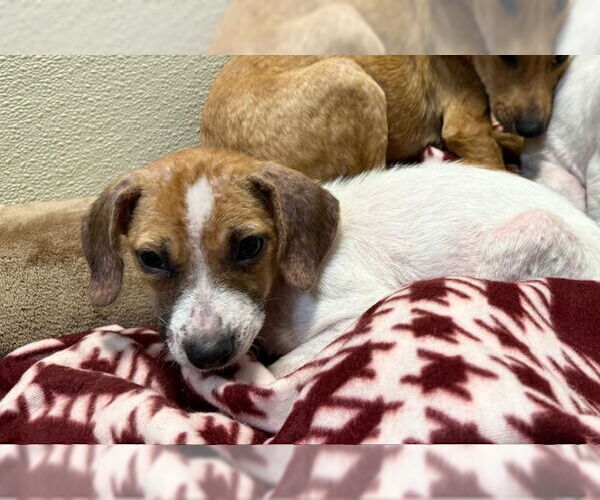 Medium Photo #2 Chiweenie Puppy For Sale in Jefferson, NJ, USA