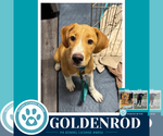 Small #3 Labrador Retriever Mix