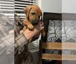 Small Photo #3 Rhodesian Ridgeback Puppy For Sale in HOLLYWOOD, SC, USA