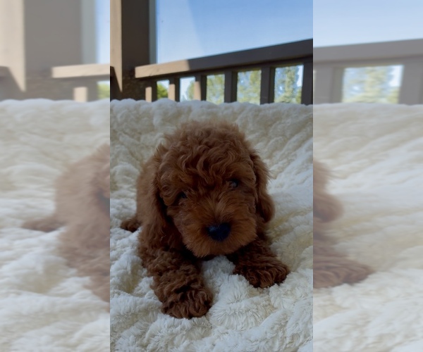 Medium Photo #5 Goldendoodle (Miniature) Puppy For Sale in RANDOLPH, WI, USA