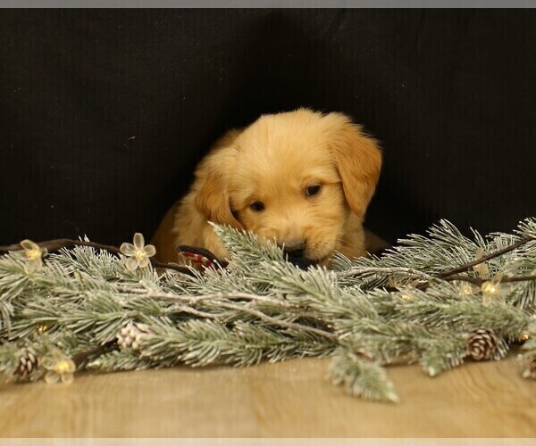 Medium Photo #4 Golden Retriever Puppy For Sale in CAMBRIDGE SPRINGS, PA, USA