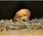Small #3 Golden Retriever