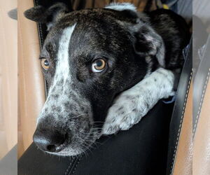 American Pit Bull Terrier-Saint Bernard Mix Dogs for adoption in Germantown, OH, USA