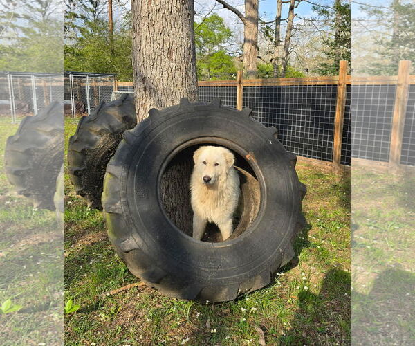 Medium Photo #5 Great Pyrenees Puppy For Sale in Bend, OR, USA