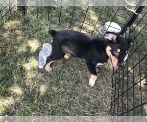 Australian Cattle Dog-Miniature Australian Shepherd Mix Puppy for sale in SULLIVAN, IL, USA