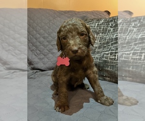 Goldendoodle Puppy for sale in HAZLETON, IN, USA