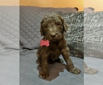 Small Photo #1 Goldendoodle Puppy For Sale in HAZLETON, IN, USA