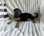 Small Photo #3 Chihuahua-Unknown Mix Puppy For Sale in Princeton, MN, USA